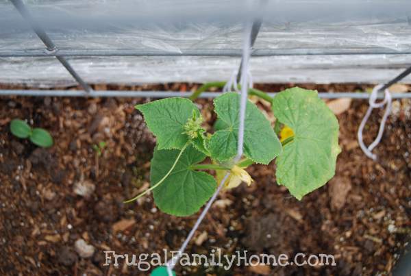 Cucumbers that Survived