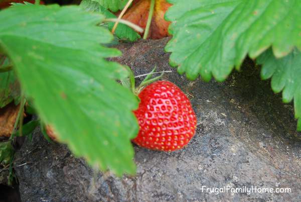 First Strawberry