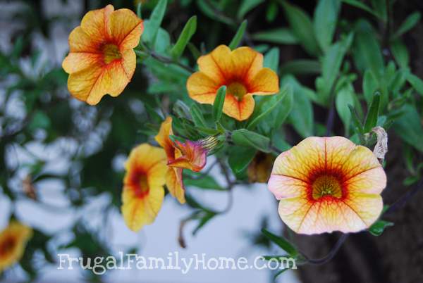 Flowers Out Front in Basket