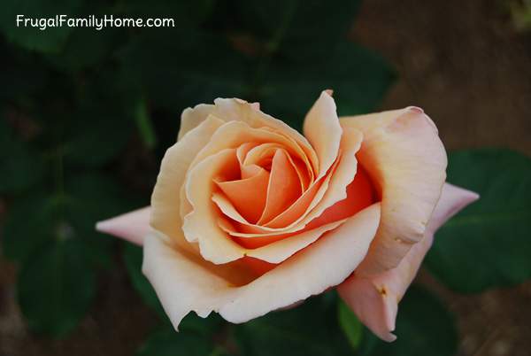 Orange Rose