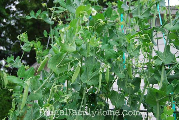 Peas Upclose