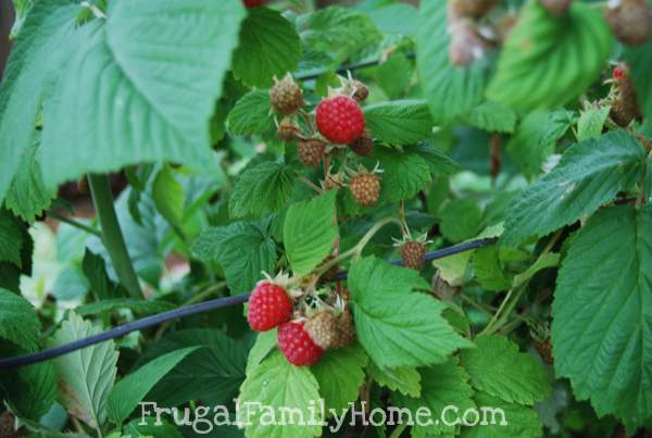 Raspberry Plants