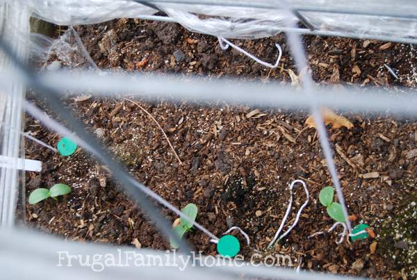 Replanted Cucumbers