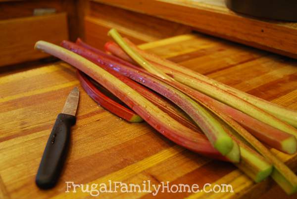 Rhubarb Fresh Out of the Garden