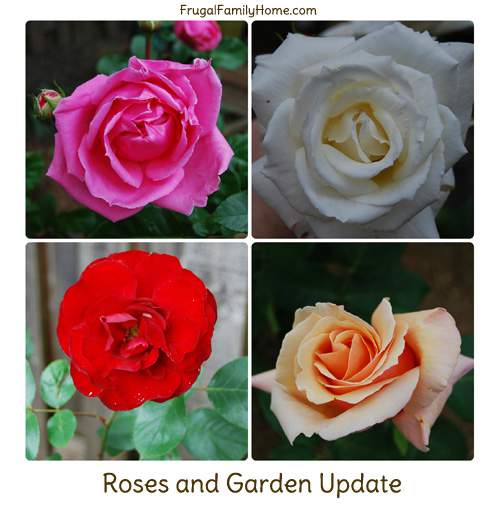 Roses and Garden Update Banner