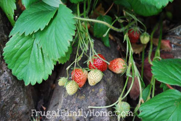 Strawberries