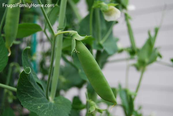 Sugar Snap Pea