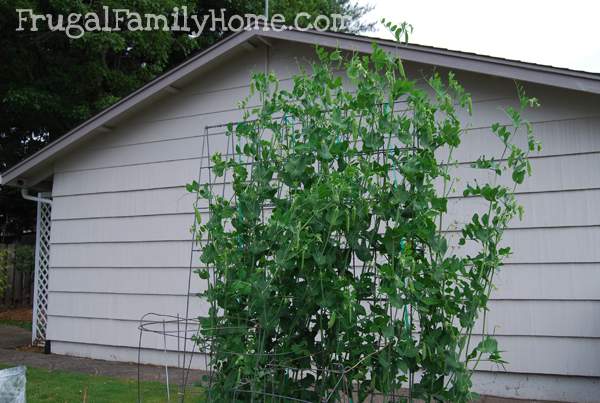 Sugar Snap Peas Outgrowing Their Cage