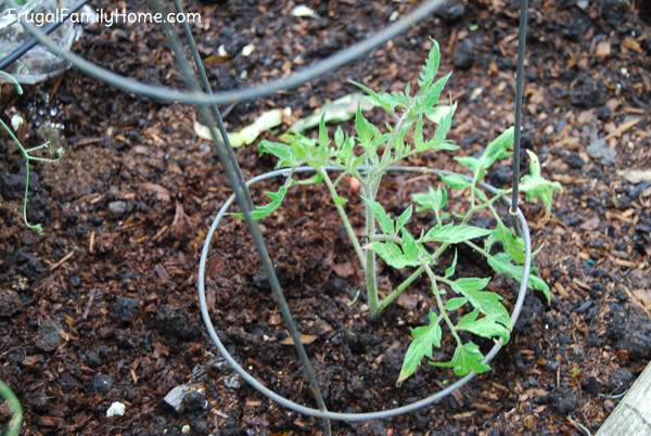 Tomato Plant