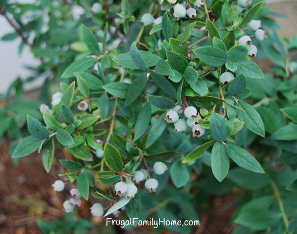 Blueberries