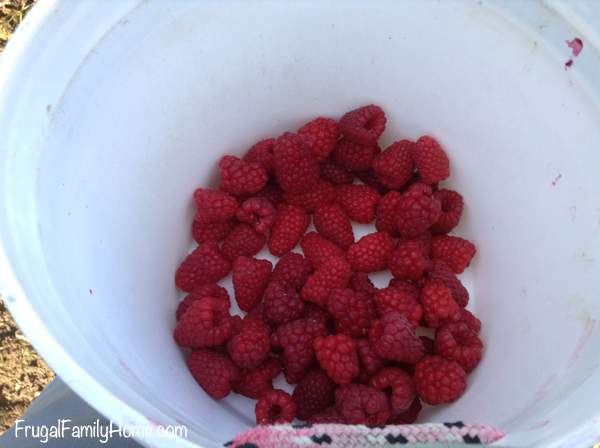 Bucket for Picking with Two Hands