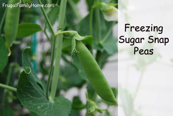 Freezing Sugar Snap Peas