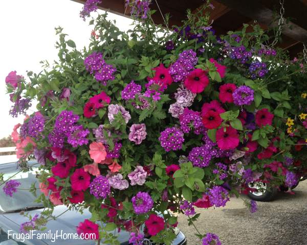 Hanging Baskets Out Front