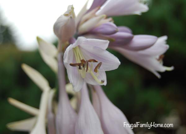 Hosta Flower