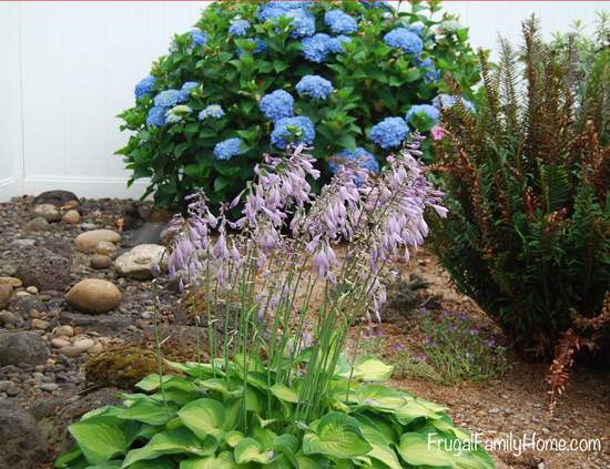 Hosta with Hydranga