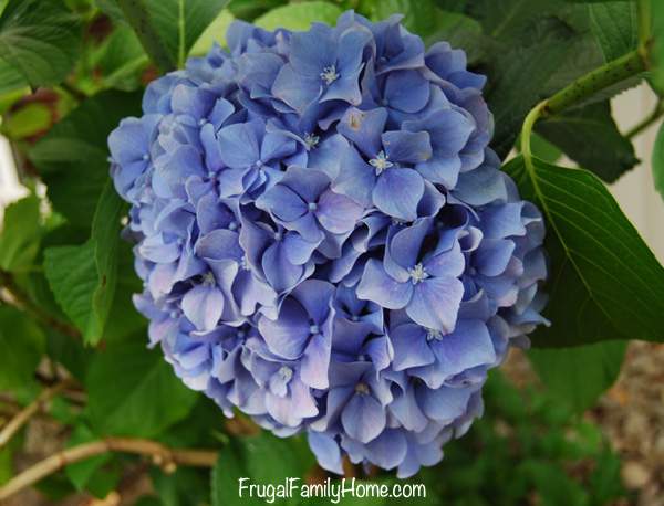 Hydrangea