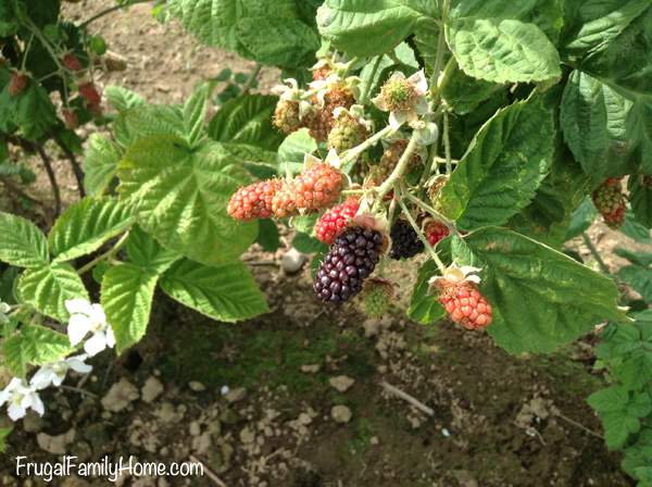 Marionberries not quite ready to pick