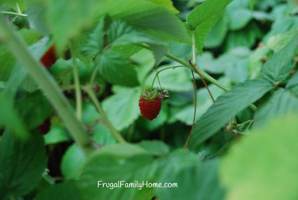 Raspberries