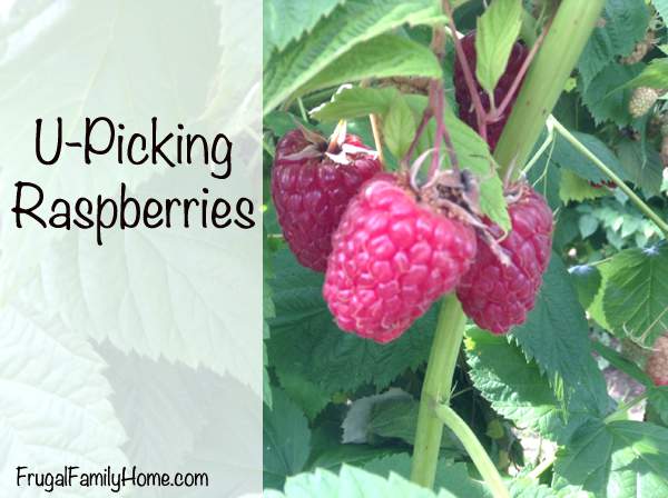 U-Picking Raspberries, Saving on Local Berries