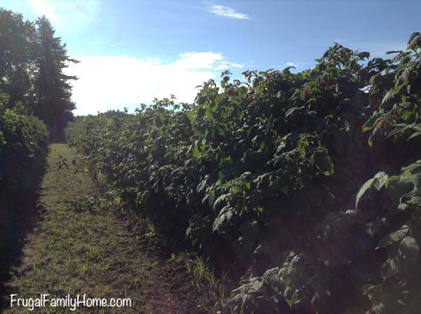 Raspberry Rows