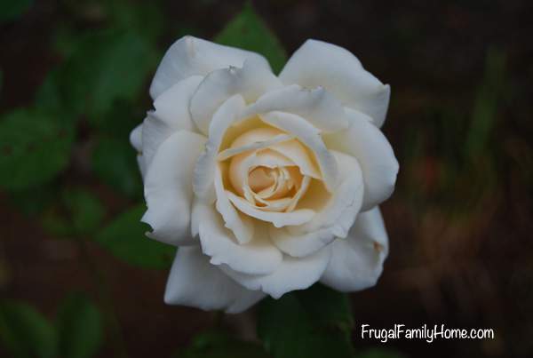 White Rose