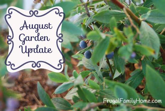 August Garden Update