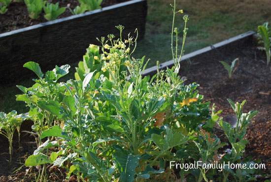 Broccoli-going-to-seed