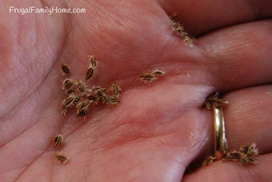 Carrot Seeds