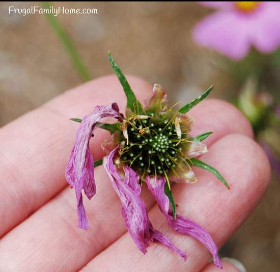 Save the seeds from the dead flowers for next year.