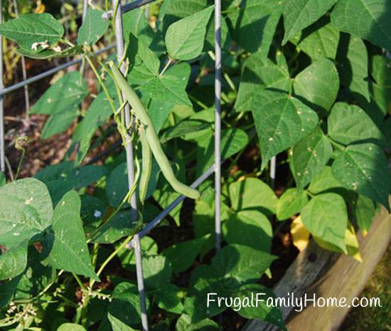 Blue Lake Pole Beans