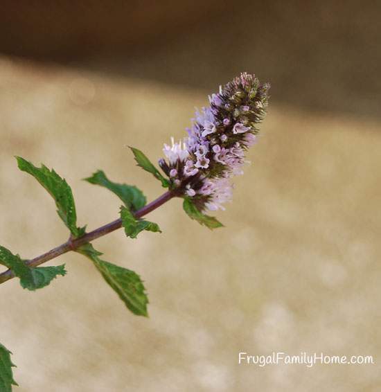 Flowers on Mint Plant