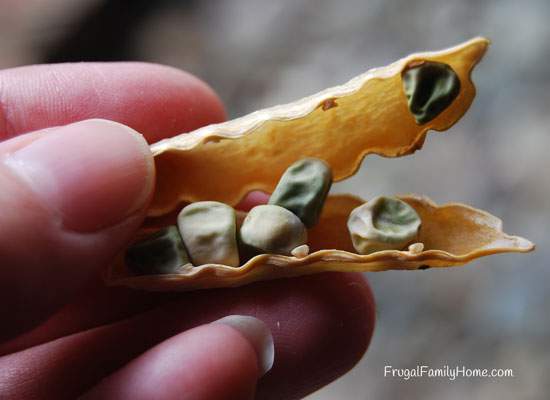 Seed Saving, Preparing for Next Year’s Garden