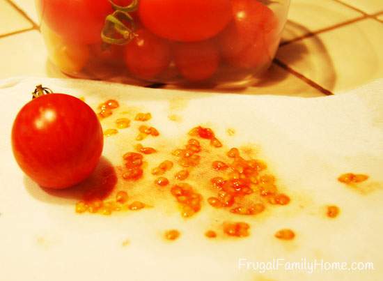 Seed Saving Tomatoes
