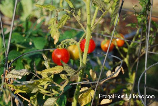 Tiger Tomatoes on the Vine