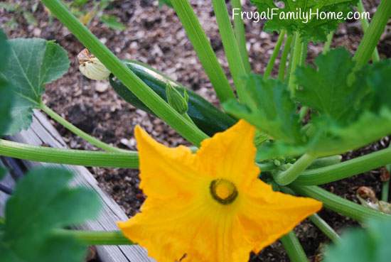 Beautiful zucchini flower