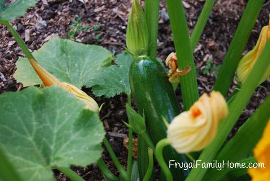 Zucchini on plant