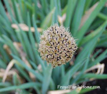 Onion Seed Head