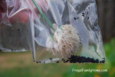 Chive Seeds in Bag