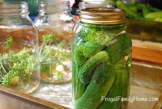 Canning Pickles And Why I Should Read More Carefully Frugal Family Home