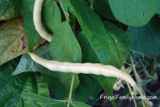 Bush Beans for Seed Saving