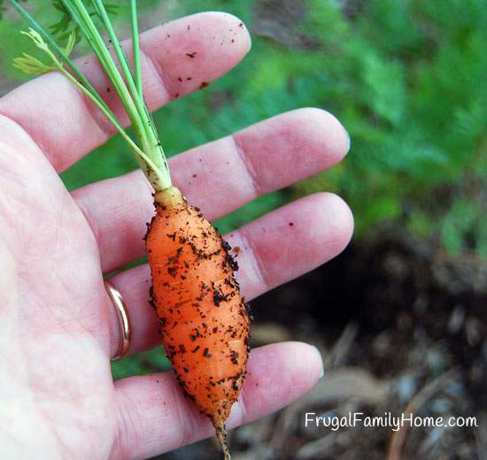 Baby Carrot Harvested