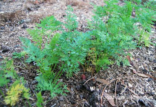 Carrot plants