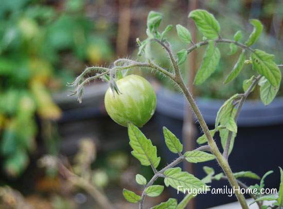 Tomato on Vine not Ripened