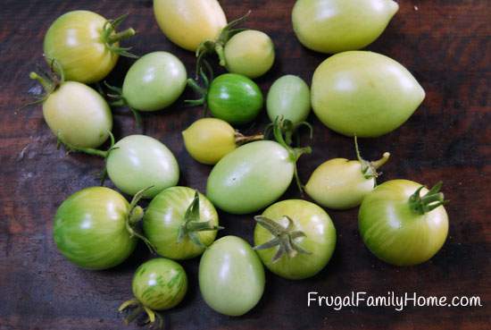 Green tomatoes of different shades