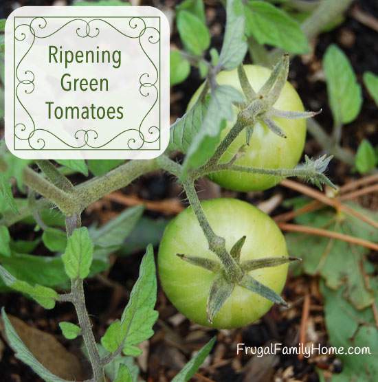 Ripening Tomatoes