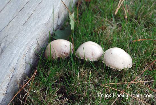 yard mushrooms