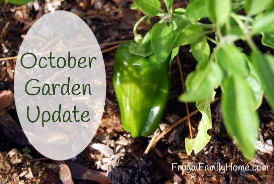 Garden Update October