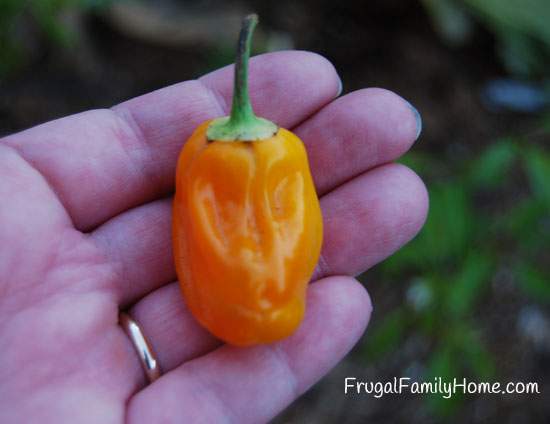 Orange Pepper