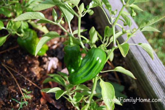 Baby Bell peppers