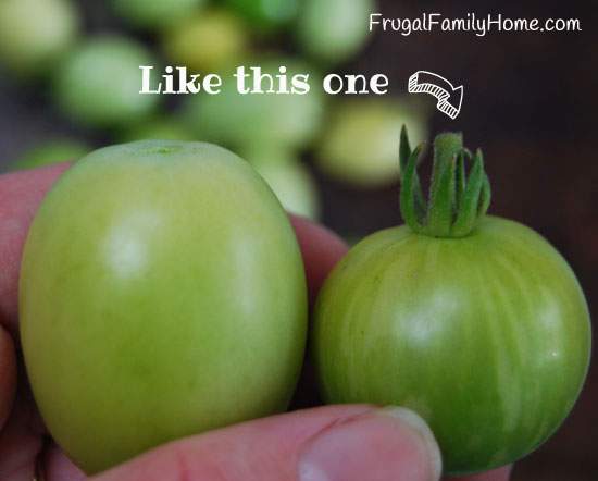 Stem on Tomato